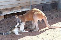 Fauna & Flora: Beemer, pet kangaroo