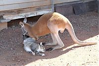 Fauna & Flora: Beemer, pet kangaroo