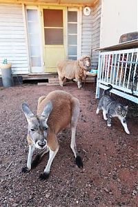 Fauna & Flora: Beemer, pet kangaroo