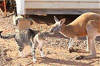 Fauna & Flora: Beemer, pet kangaroo