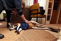 TopRq.com search results: Beemer, pet kangaroo