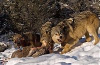 TopRq.com search results: Wild animals by Jonathan Griffiths
