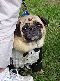 TopRq.com search results: pug in costume