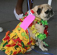 Fauna & Flora: pug in costume