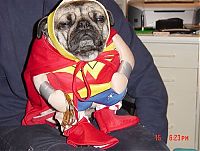 Fauna & Flora: pug in costume