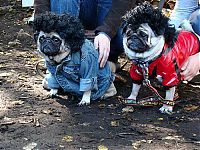 Fauna & Flora: pug in costume