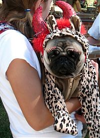 Fauna & Flora: pug in costume