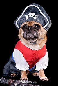 TopRq.com search results: pug in costume