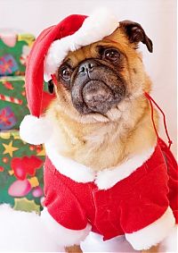 TopRq.com search results: pug in costume