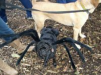 Fauna & Flora: pug in costume