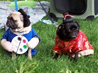 TopRq.com search results: pug in costume