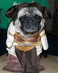 Fauna & Flora: pug in costume