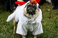 Fauna & Flora: pug in costume