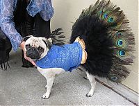 TopRq.com search results: pug in costume