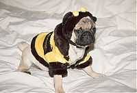 TopRq.com search results: pug in costume