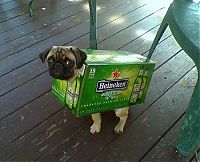 TopRq.com search results: pug in costume