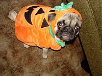 TopRq.com search results: pug in costume