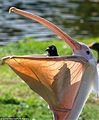 TopRq.com search results: pelican swallows a pigeon