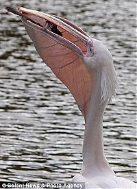 Fauna & Flora: pelican swallows a pigeon