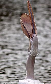 TopRq.com search results: pelican swallows a pigeon