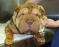 Fauna & Flora: Shar Pei after facelift