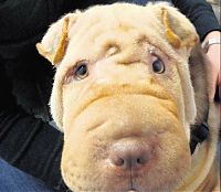 Fauna & Flora: Shar Pei after facelift