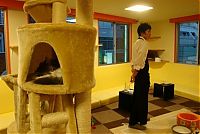 TopRq.com search results: Сat Сafe, Tokyo, Japan