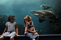 Fauna & Flora: shark