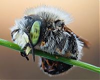 Fauna & Flora: insect macro photography