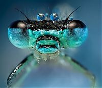 Fauna & Flora: insect macro photography