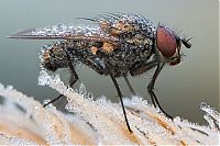 Fauna & Flora: insect macro photography