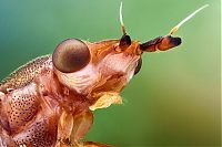 Fauna & Flora: insect macro photography