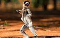 Fauna & Flora: dancing lemurs