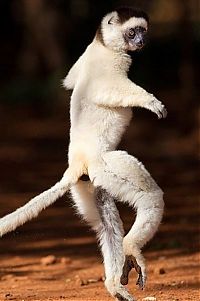 Fauna & Flora: dancing lemurs