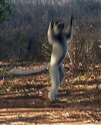 Fauna & Flora: dancing lemurs