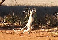 Fauna & Flora: dancing lemurs