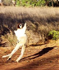 Fauna & Flora: dancing lemurs