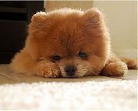Fauna & Flora: Teddy and TJ pomeranians