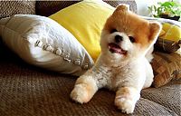 TopRq.com search results: Teddy and TJ pomeranians