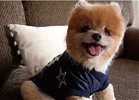 TopRq.com search results: Teddy and TJ pomeranians