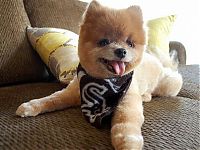 TopRq.com search results: Teddy and TJ pomeranians