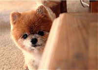 TopRq.com search results: Teddy and TJ pomeranians