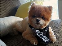 TopRq.com search results: Teddy and TJ pomeranians