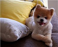 TopRq.com search results: Teddy and TJ pomeranians