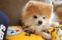 Fauna & Flora: Teddy and TJ pomeranians