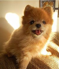 Fauna & Flora: Teddy and TJ pomeranians