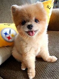 TopRq.com search results: Teddy and TJ pomeranians