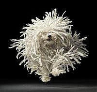 Fauna & Flora: Portraits of dogs by Tim Flach