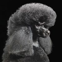 Fauna & Flora: Portraits of dogs by Tim Flach