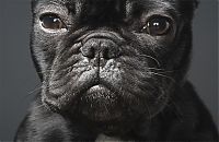 Fauna & Flora: Portraits of dogs by Tim Flach